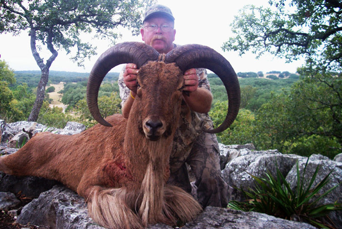 trophy longhorn sheep hunting